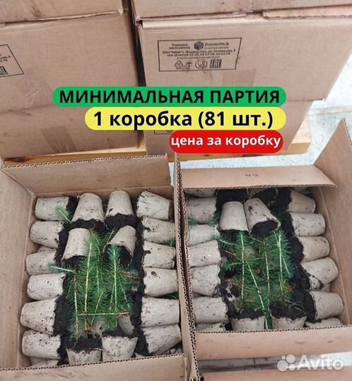 Сеянцы ели европейской зкс