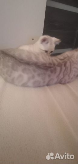 Снежные бенгалы