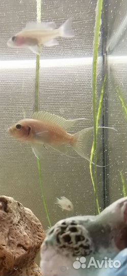 Рыба принцесса бурунди