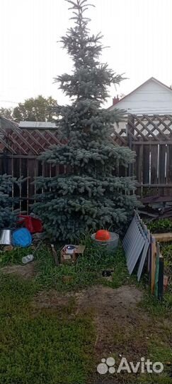 Ель голубая