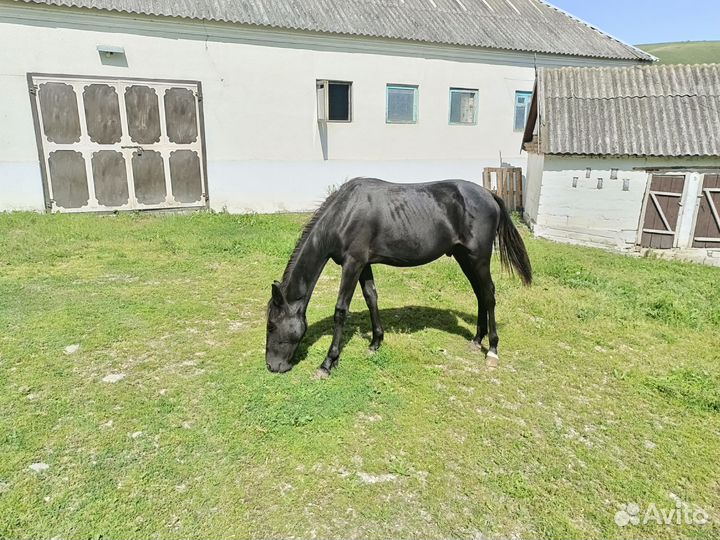 Жеребчик 1 год