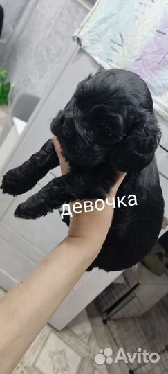 Американский кокер спаниель