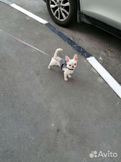 Вязка.Тэдди (мини). Док. РКФ