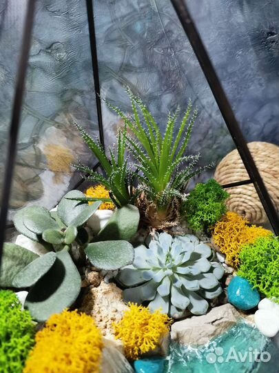 Флорариум, суккуленты, подарок
