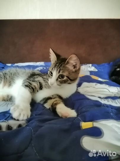 Котенок подросток