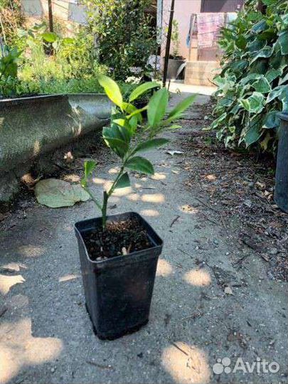 Саженцы лимона мейера