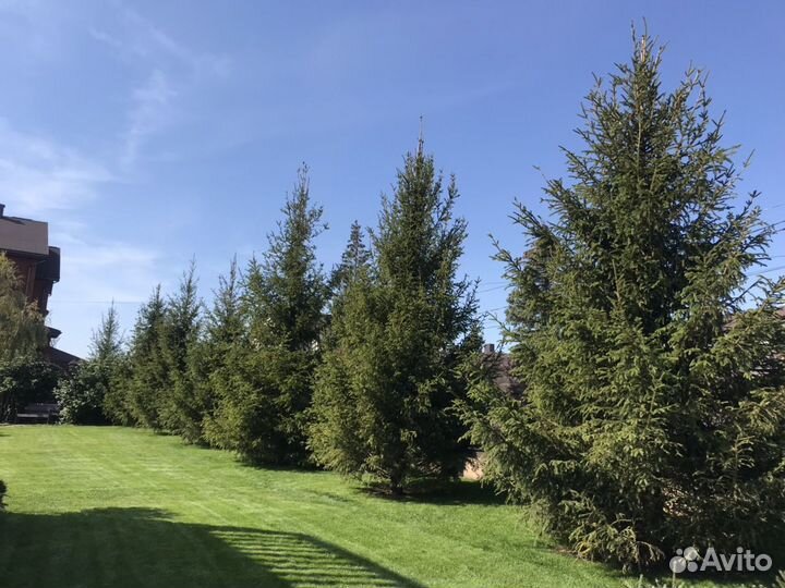 Ель европейская