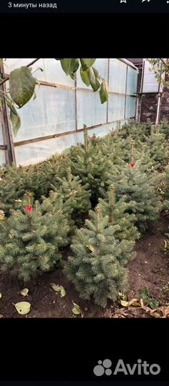 Ель (голубая и зелёная )