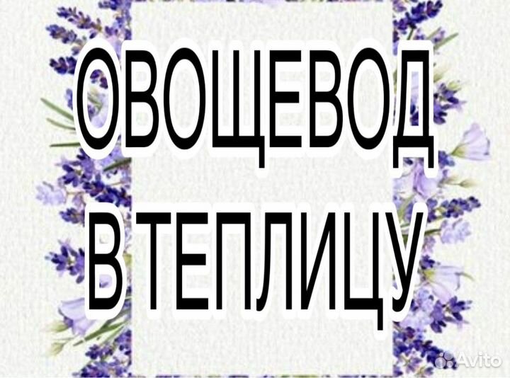 Овощевод в теплицу(ежедневные выплаты)