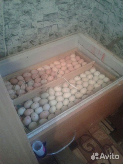 Инкубатор для выведения цыплят