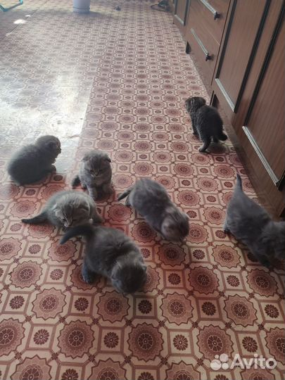 Британские котята