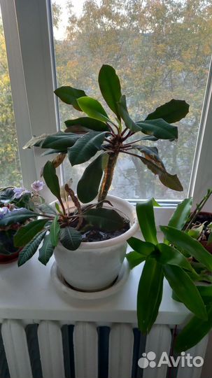 Дендробиум