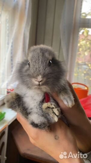 Декоративные кролики