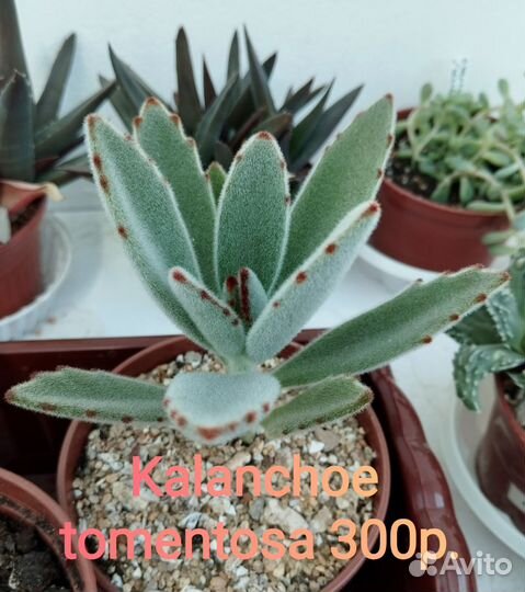 Суккуленты разные