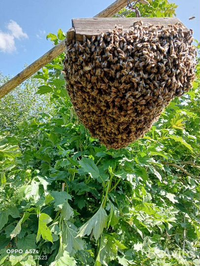 Свежий мед 2023