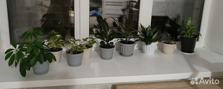 Продам цветок Сансевиерия Хана