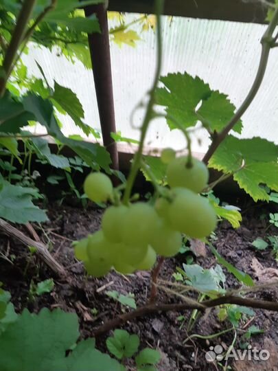 Столовые сорта зимостойкий