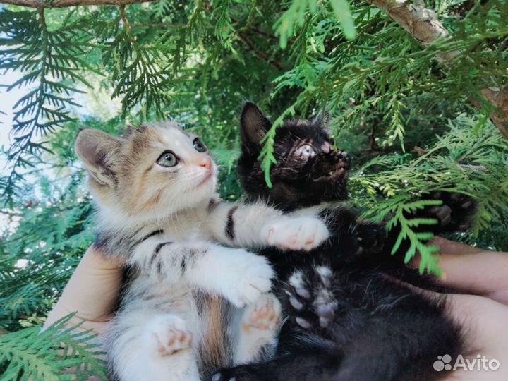 Милые котята от домашней кошки