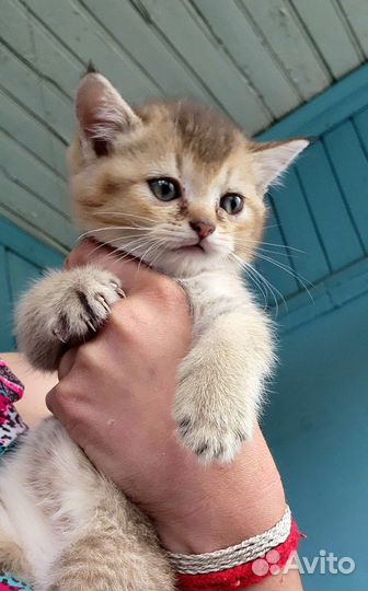 Шотландские котята