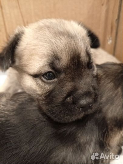 Метис французского бульдога