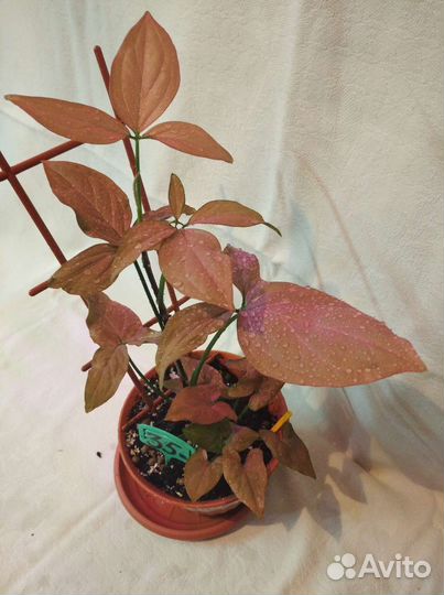 Цветы разные много