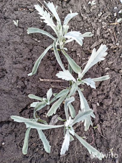 Полынь декоративная