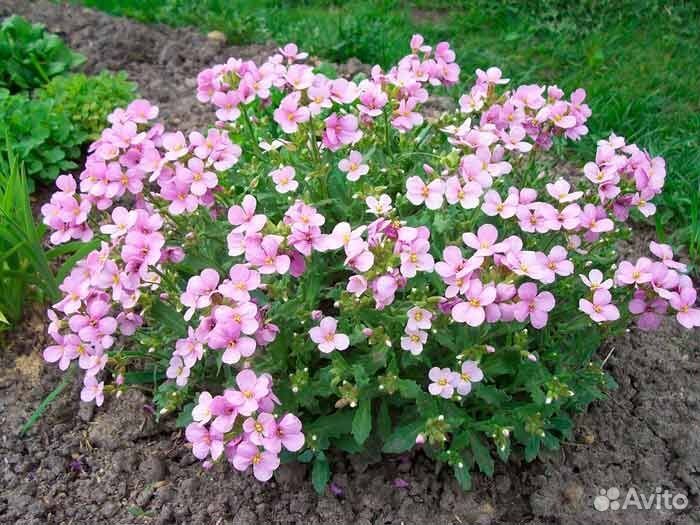 Арабис альпийский розовый