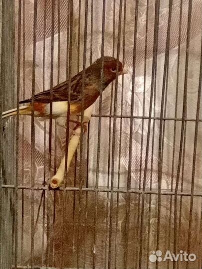 Канарейки овсяночного напева