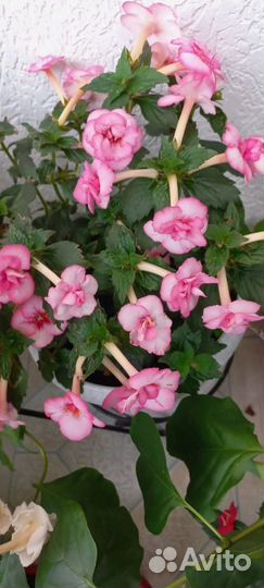 Ризомы ахименесов