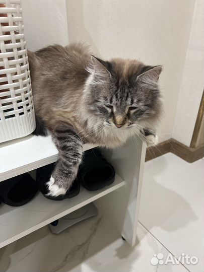 Кот в добрые руки