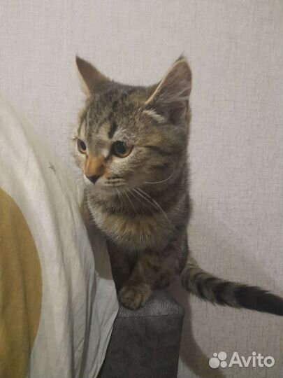 Кошка в дар бесплатно