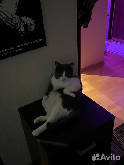 Кот в добрые руки