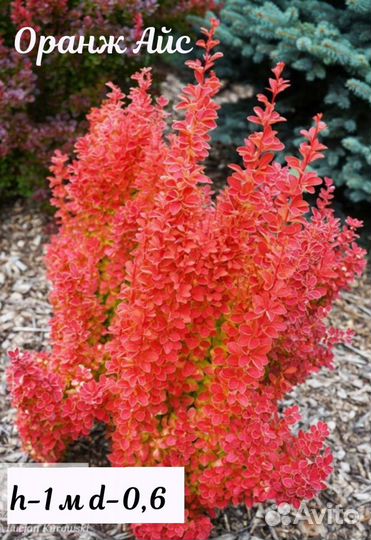 Барбарис Тунберга