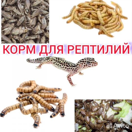 Зофобас,Мучник, зоофобас, зофобус, зоофобус