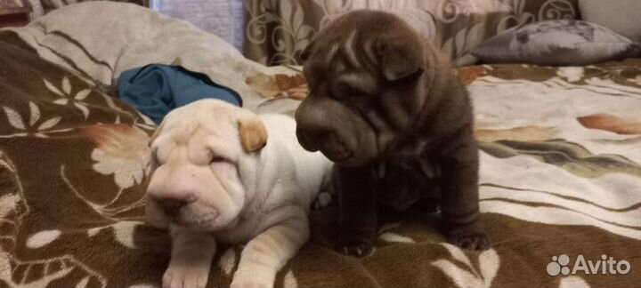 Собаки щенки шарпей