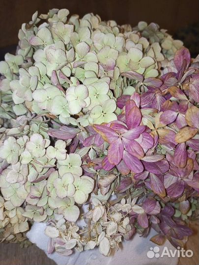 Гортензия сухоцвет для творчества