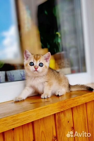 Золотая шиншилла мальчик с родословной