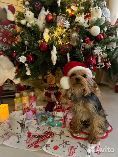 Девочка йорк вязка