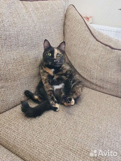 Кошки коты в добрые руки