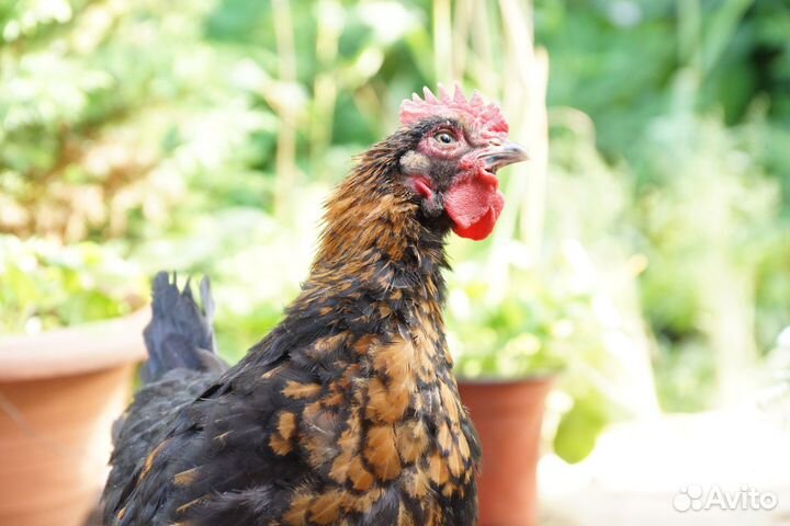 Петухи породистые