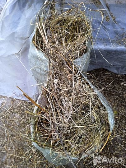 Сено и солома на подстилку собакам и не только