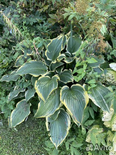 Хосты сортовые