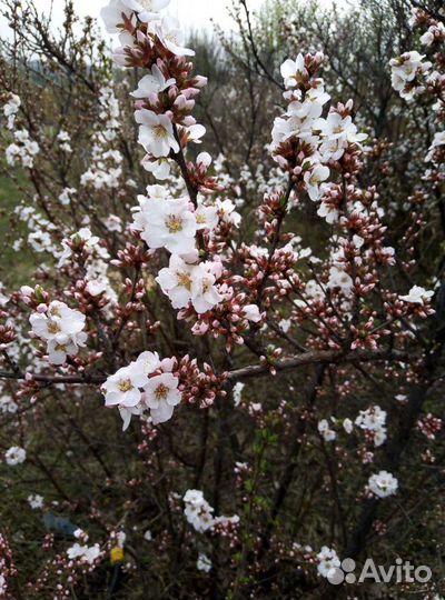 Саженцы вишня войлочная