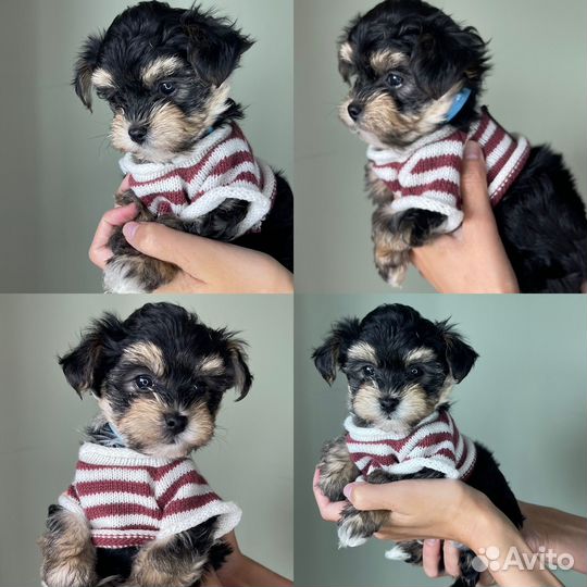 Йоркширский терьер мини беби фейс щенки