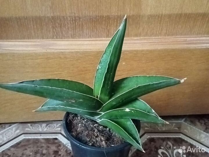 Сортовые сансивиерии