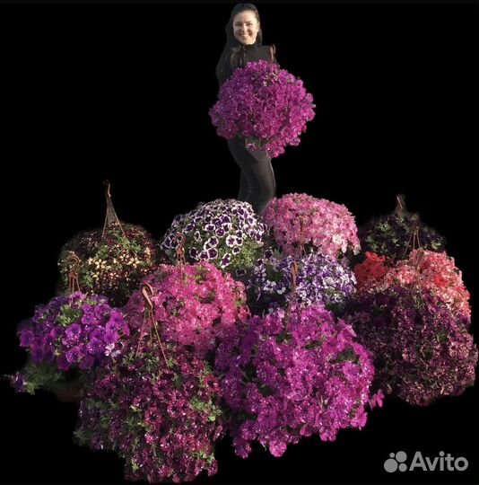 Подвесные кашпо с петунией