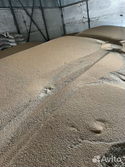 Просо желтое