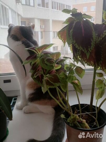 Крапивка(колеус)