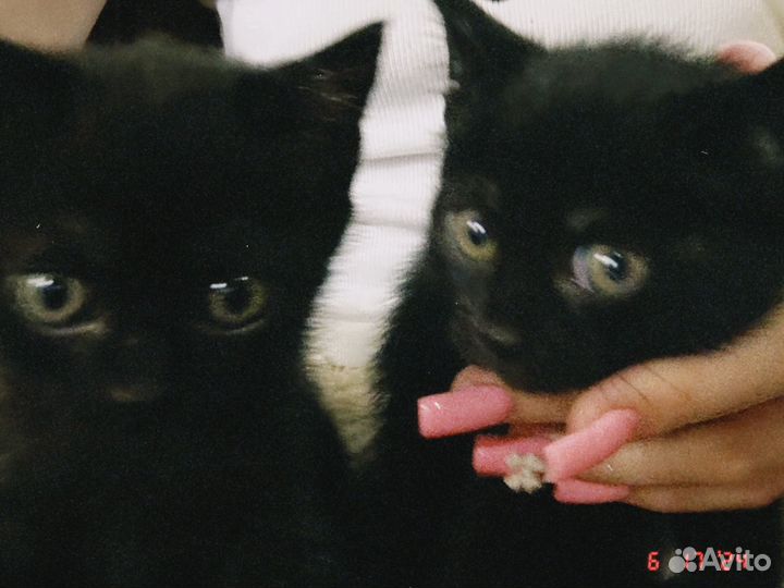 Котята в добрые руки даром