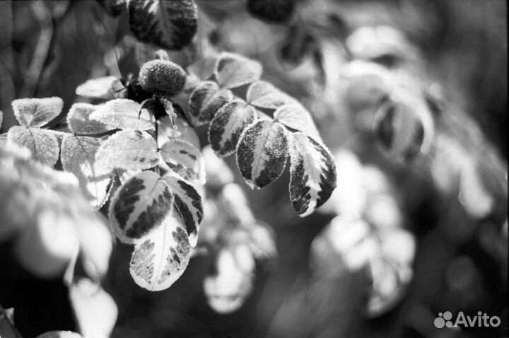 Фотопленка и кинопленка Fuji, Kodak, Свема, Тасма